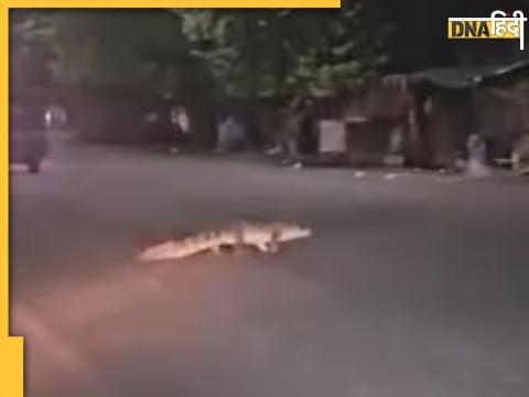 Crocodile Viral Video