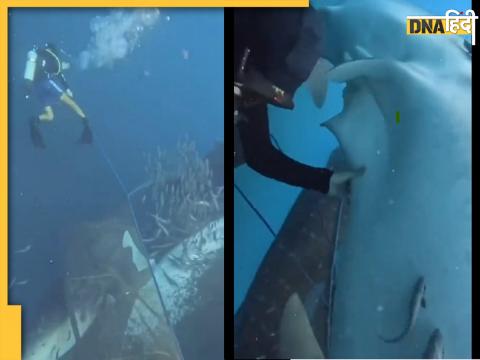 Divers in Papa New Guinea rescue Shark