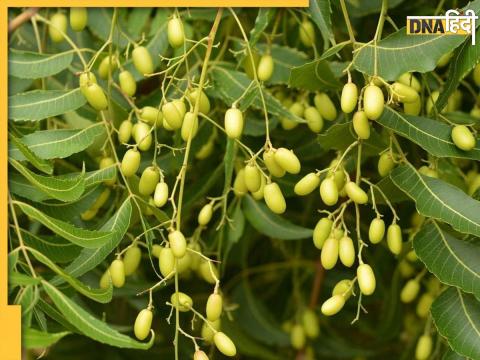 Neem Nimboli Health Benefits