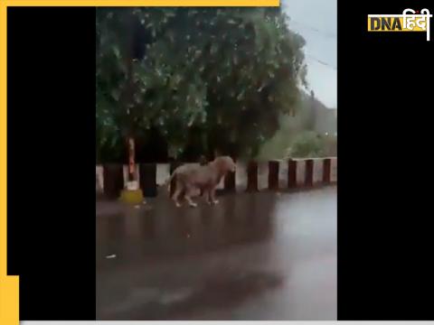 Lion Seen Enjoying Rain