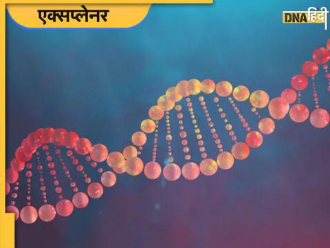 DNA Profile (File Photo)