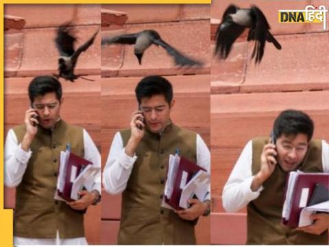 Raghav Chadha Crow Attack Photos