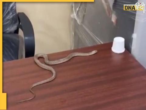 Snake in Municipal Corporation Office