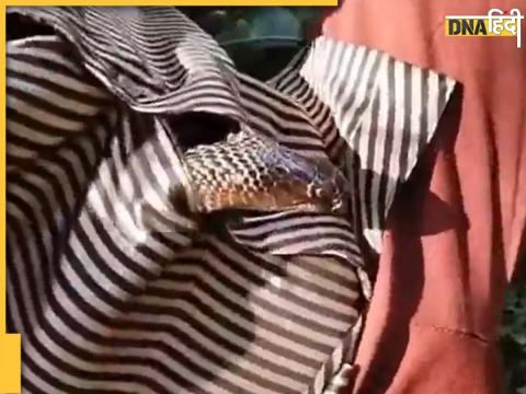 Viral King Cobra Video