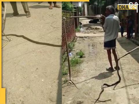 Bijnor में नाग-नागिन के जोड़े की बेदर्दी से हत्या कर दी गई है.