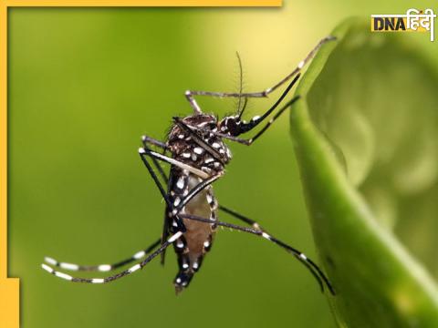 dengue malaria delhi