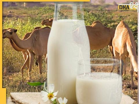 Raw camel milk benefits in Diabetes 