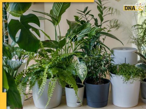 Vastu Tips For Plants