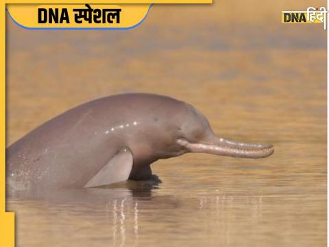 Ganga Dolphin (File Photo)