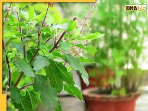 Astrology Tips For Tulsi