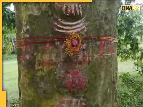 Amazing Shivling Shape On Tree