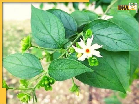 Home remedy to cure platelets in dengue