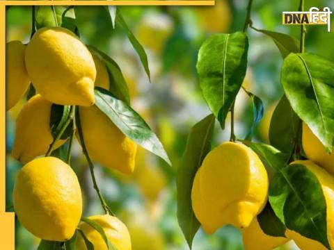 Lemon leaves control Blood Sugar