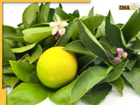 Lemon Leaves Benefits