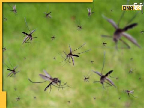 Gambusia fish eating larvae and mosquitos 