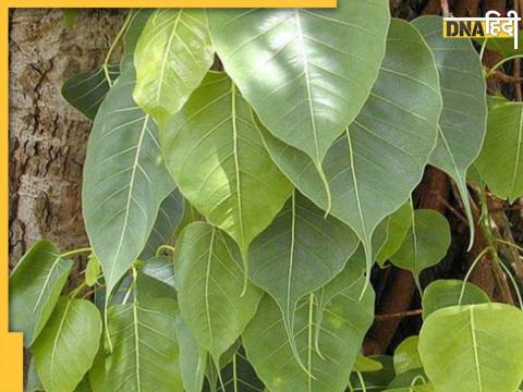 Peepal Bark Benefits