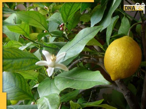 Lemon Leaves Health Benefits