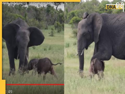 Elephant Viral Video