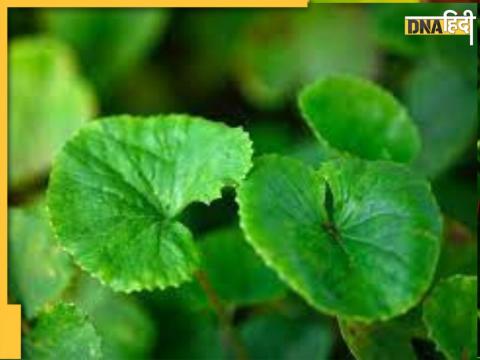 Fat loss ayurvedic leaves Gotu Kola 