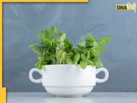 Best Pot For Tulsi Plant