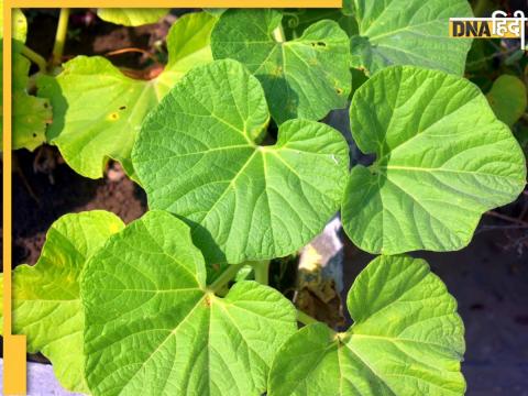 Bottle Gourd Leaves Benefits