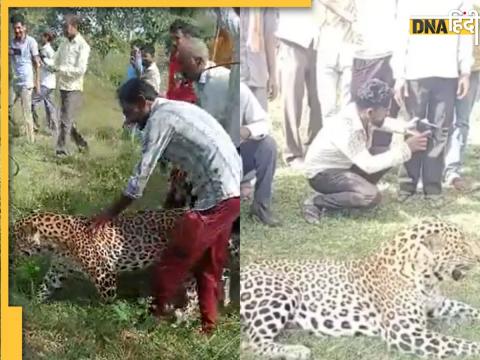 Leopard Viral Video: देवास में तेंदुए को ग्रामीणों ने कुत्ते की तरह घुमाया और उसके साथ सेल्फी ली.