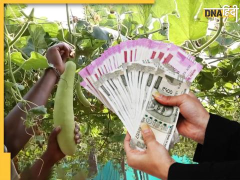 Bottle Gourd Farming 