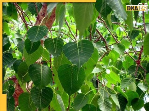 Peepal Plants Control Diabetes