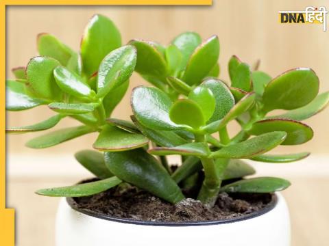 Gardening Tips Money Plants