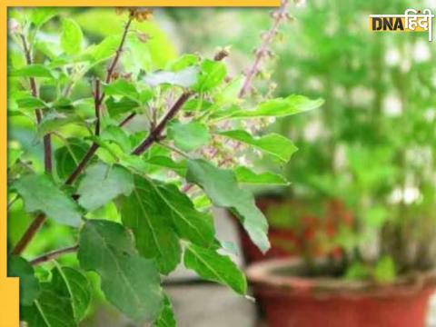 Vastu Tips For Tulsi Plant