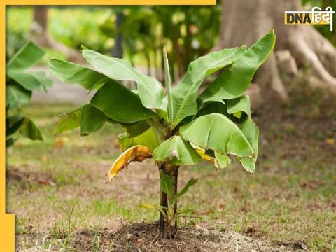 Banana Tree Upay 