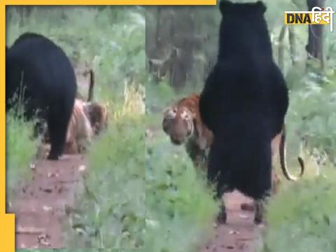 Tiger And Bear Video