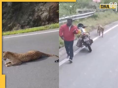 Leopard viral video