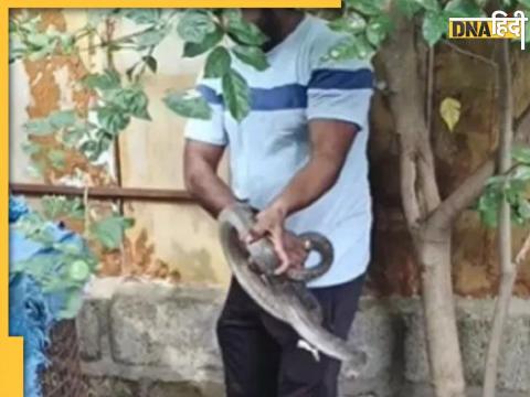 Snake Viral Video