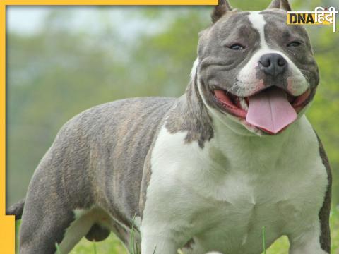 American bully dogs