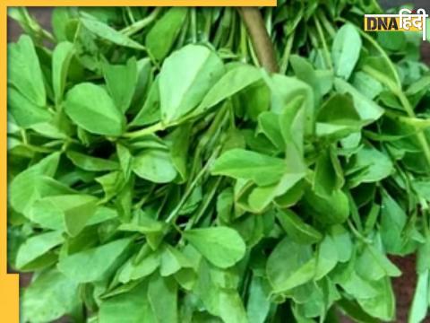 5 Type Leaves Treatment Of Dengue