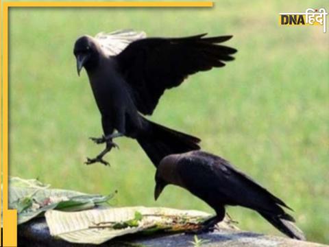 Sign of seeing crow in Pitru Paksha