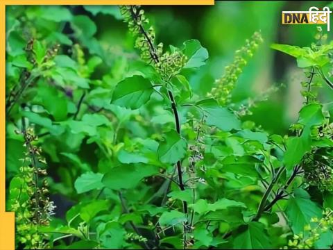 5 Types Of Leaves Control Uric Acid