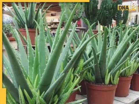 Aloe Vera Astro Remedies 