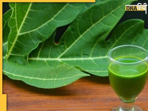 Papaya Leaf Benefits