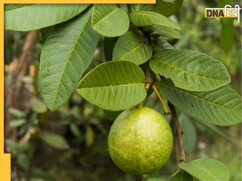 Guava Leaves Benefits