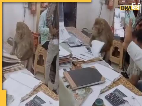 Monkey Video Viral 