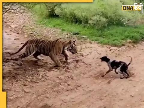 Tiger Viral Video