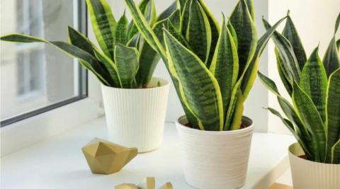 Snake Plant