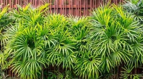 Lady Palm Plant