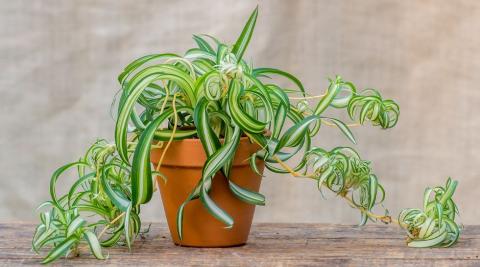 Spider Plant