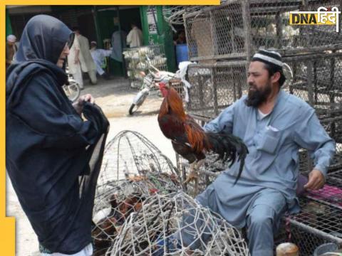 pakistan chicken rate increase