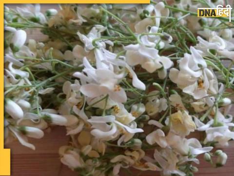 Benefits of Moringa flower 