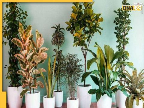 Air-Purifying Plants