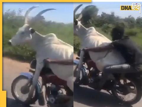 Bull Bike Video Viral Social Media